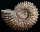 Wide Mantelliceras Ammonite - Very Heavy #6403-1